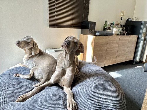 ルピくんとロアくん