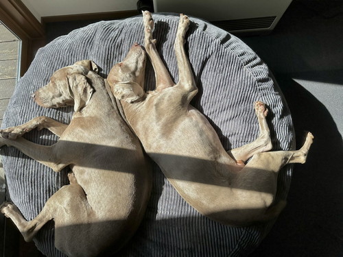 ルピくんとロアくん