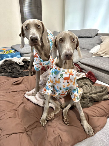 ルピくんとロアくん