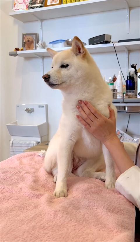 白柴
