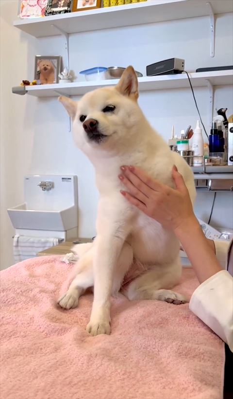 前足をのけぞるワンコ