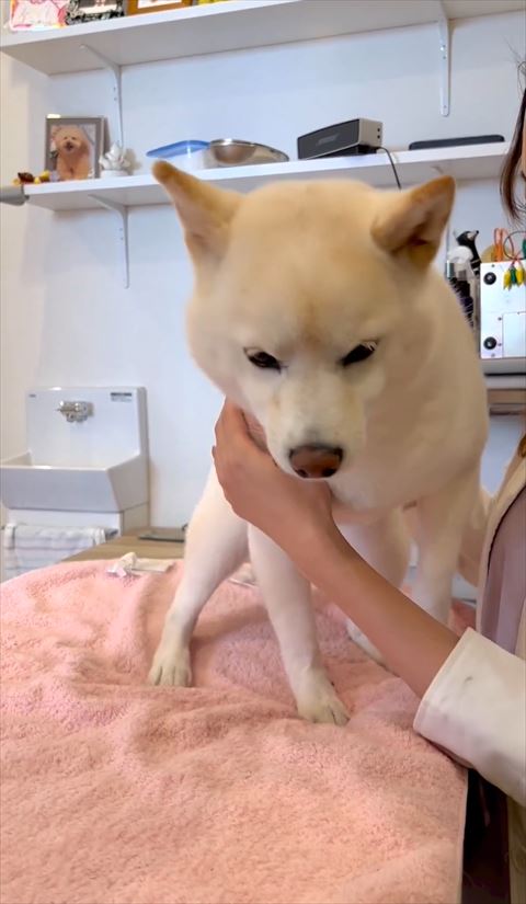 診察台で下見て4足立ち