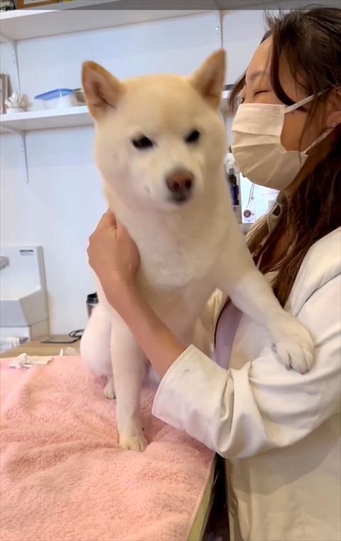 先生の腕に前足のせるワンコ