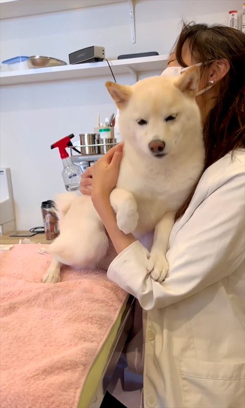 先生に寄り添うワンコ