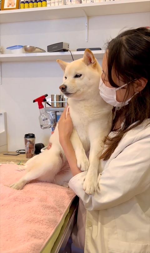 先生に寄り添い横見るワンコ