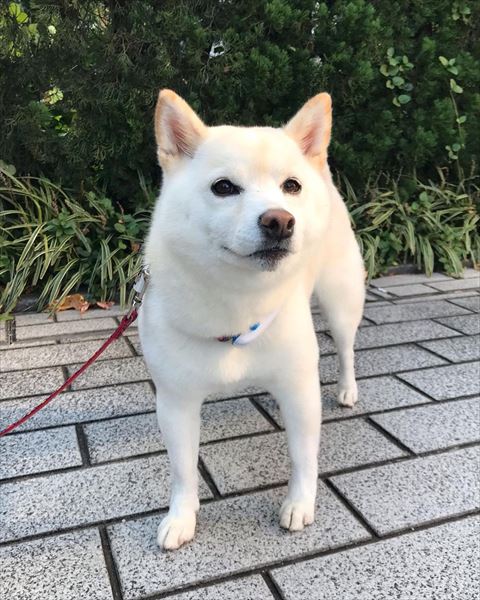 お散歩中ワンコ