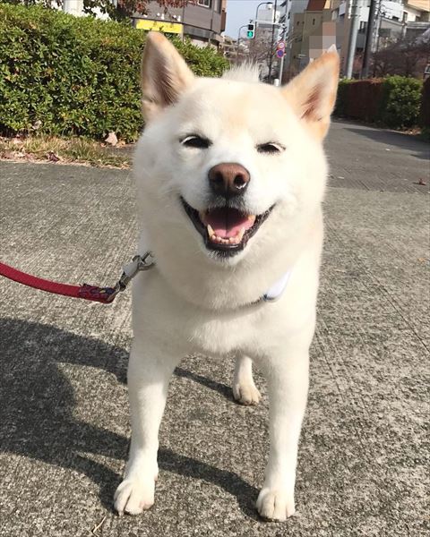 お散歩中ワンコ笑顔