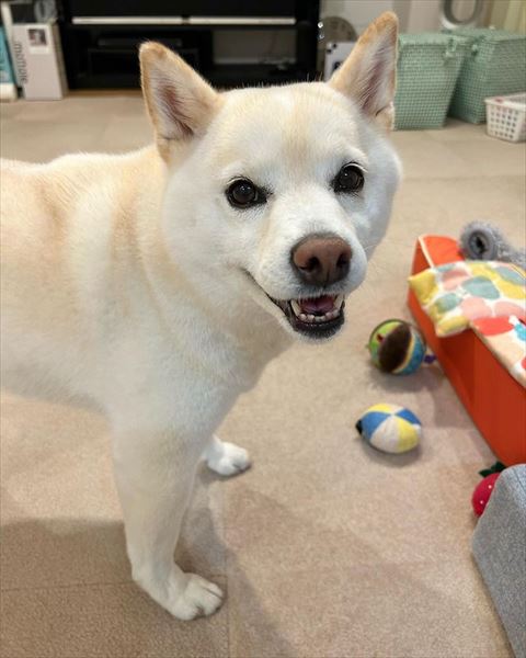 カメラ目線で横見るワンコ