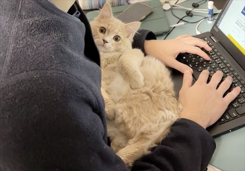 仕事中飼い主と猫