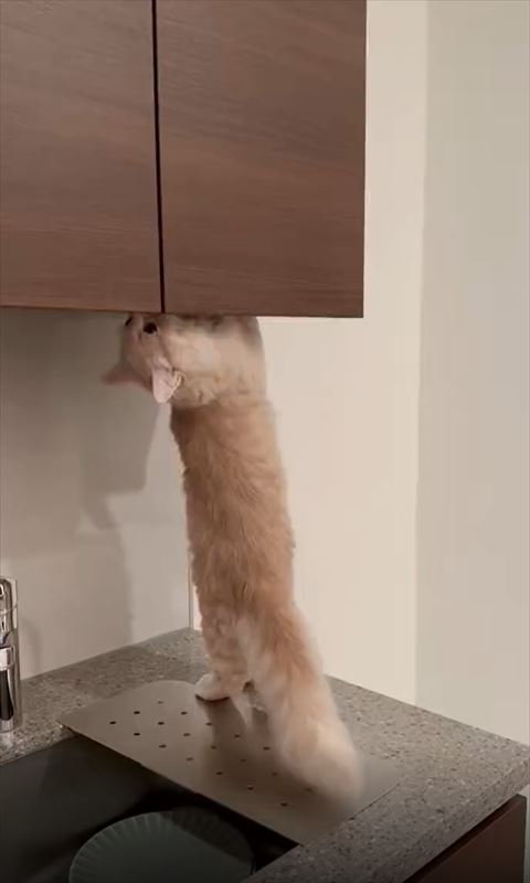 2足立ちで戸棚を見上げる猫