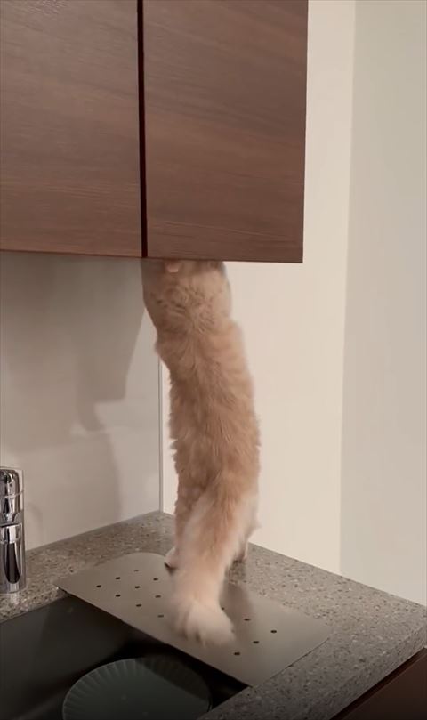 2足立ちして前足と顔を戸棚に入れようとする