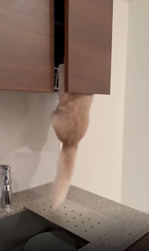 戸棚にぶらさがる猫