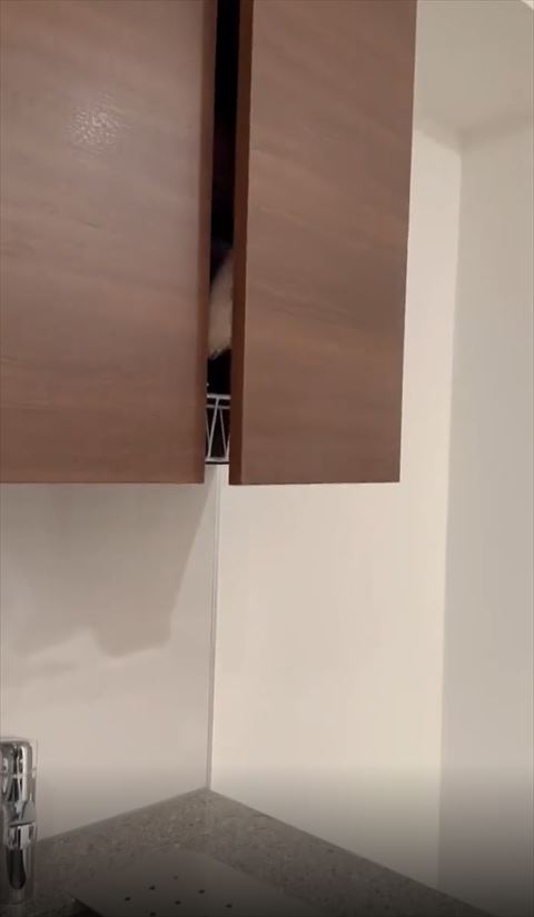 戸棚から見えるしっぽ