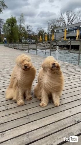 長毛種のワンコ