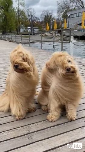 犬に見えない犬