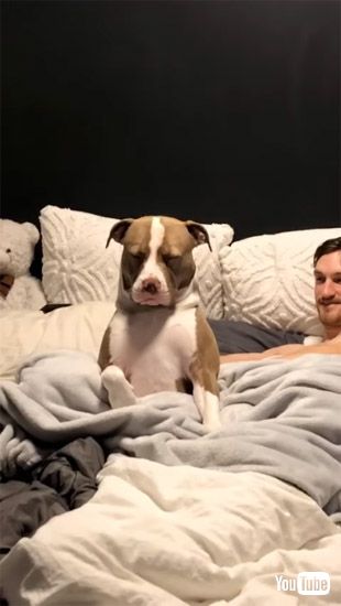 上半身を起こして眠るワンコ