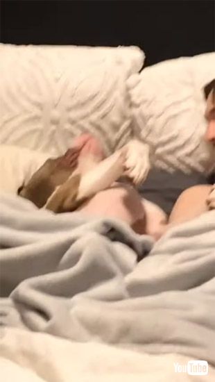 夢の中にいるワンコ