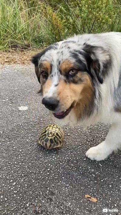 亀を見つけたワンコ