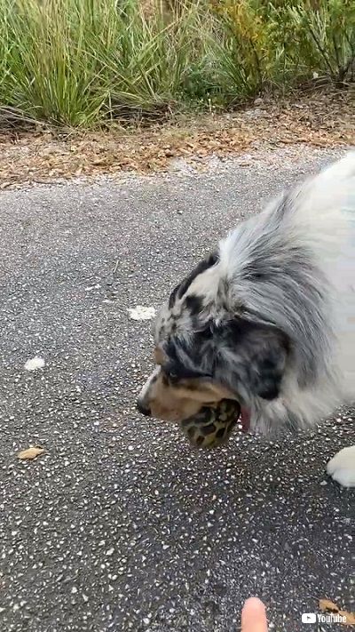 亀をくわえるワンコ