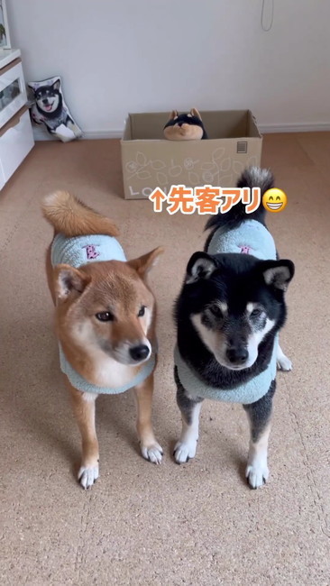 柴犬