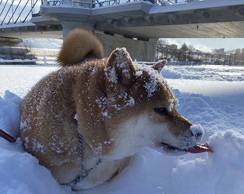 雪ぺろぽちちゃん