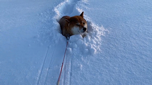 チラ見ぽちちゃん