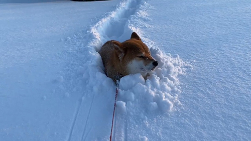 右を見るぽちちゃん