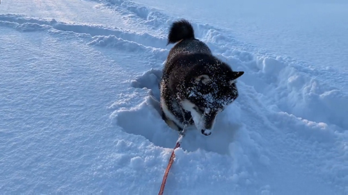 下を向くななちゃん