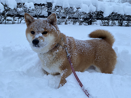 粉砂糖ぽちちゃん