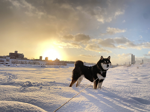 夕日背景のななちゃん