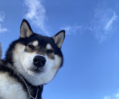 カメラ目線ななちゃん