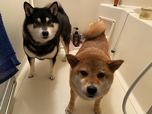 これから何する