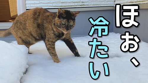 サビ猫ン