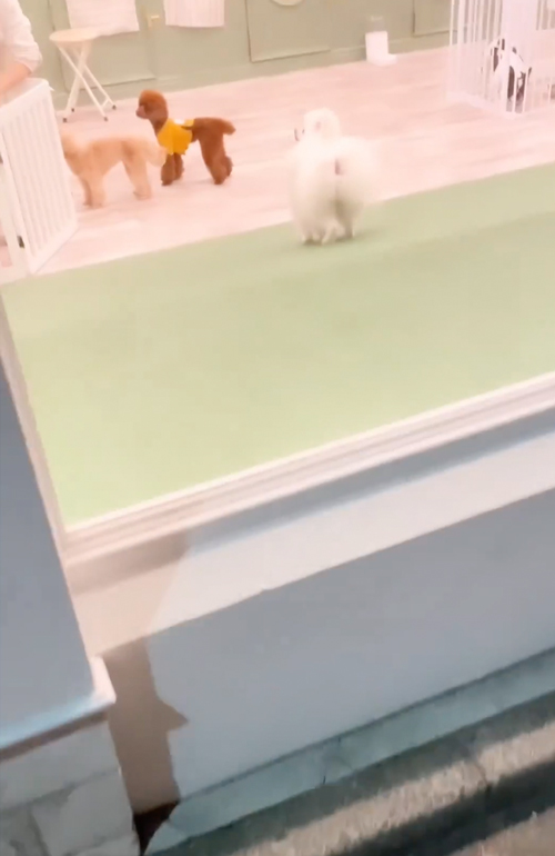 お迎えワンコ