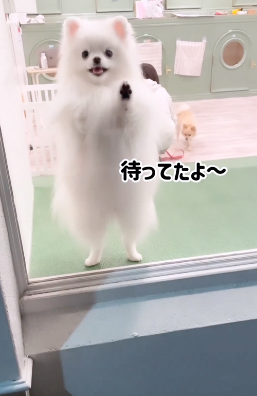 お迎えを待つワンコ