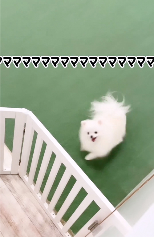 お迎えを待つワンコ