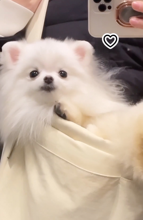 お迎えを待つワンコ