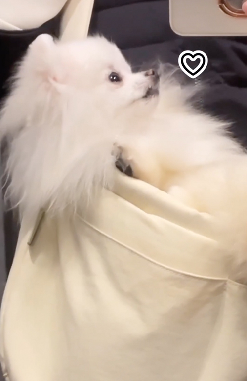 お迎えを待つワンコ