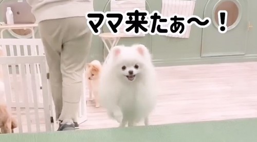 お迎えを待つワンコ