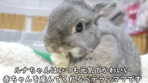 ママ兎
