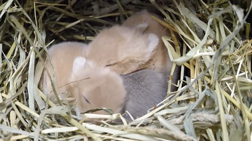 うまれた3羽の赤ちゃん兎