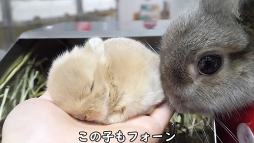 手に乗る子ウサギ