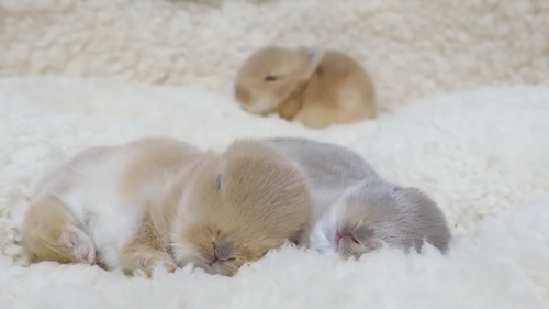 遊び足りない子ウサギ