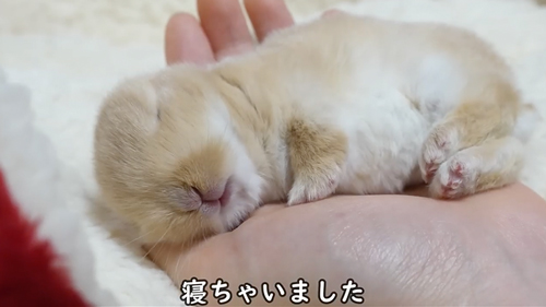 寝た子ウサギ