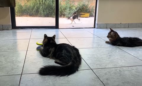外で走る子猫を見る成猫2匹