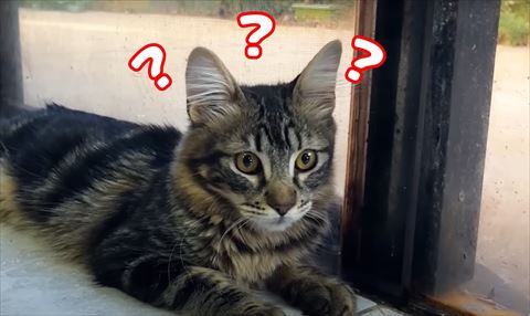 ハテナいっぱいの猫