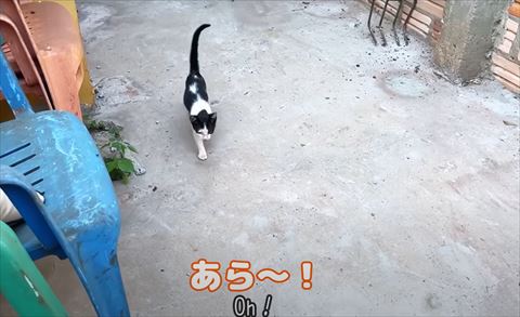 あら〜テロップ