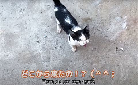 どこから来たのテロップ