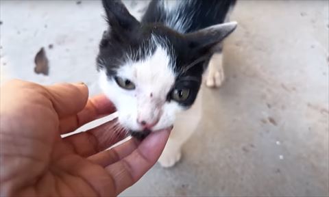 子猫のアゴなでる