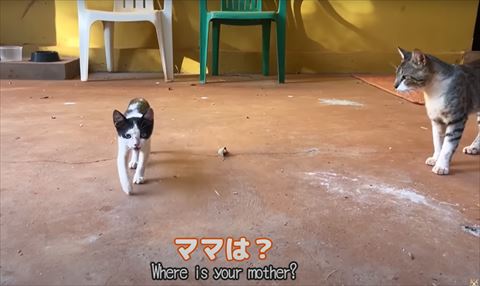 ママはテロップ